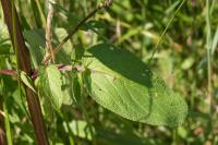 Scrophularia auriculata