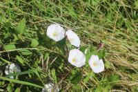 Convolvulus arvensis