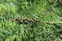 Asphodelus albus