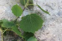 Populus tremula