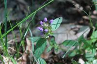 Prunella vulgaris
