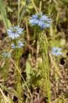 Nigella damascena