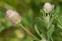 Trifolium arvense