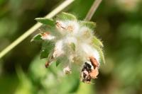 Anthyllis vulneraria