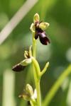 Ophrys insectifera