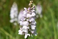 Dactylorhiza maculata