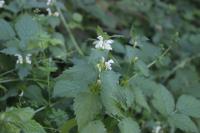 Lamium album
