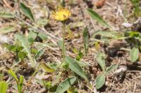 Pilosella officinarum