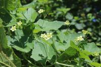 Bryonia dioica