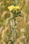 Andryala integrifolia