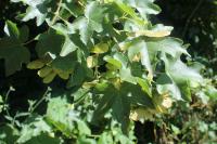 Acer campestre