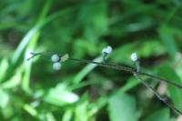 Aegonychon purpurocaeruleum