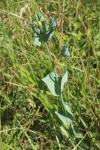 Blackstonia perfoliata