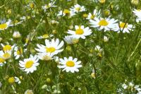 Anthemis cotula