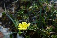 Fumana procumbens