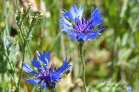 Cyanus segetum