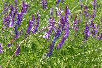 Vicia tenuifolia
