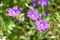 Legousia speculum-veneris