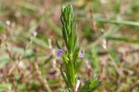 Lythrum hyssopifolia