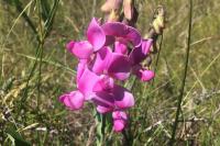 Lathyrus latifolius