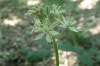 Loncomelos pyrenaicus