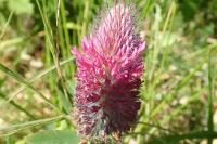 Trifolium rubens