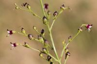 Scrophularia canina