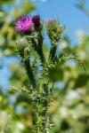 Carduus crispus