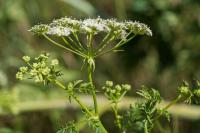Conium maculatum