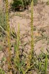 Reseda luteola