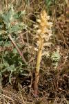 Orobanche amethystea