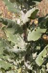 Verbascum pulverulentum