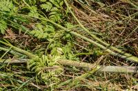 Conium maculatum