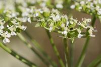 Conium maculatum