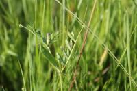 Vicia segetalis