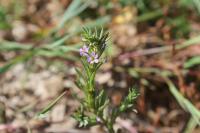 Lythrum hyssopifolia