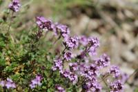 Thymus praecox