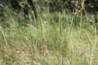 Phleum phleoides