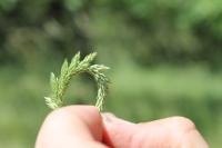 Phleum phleoides