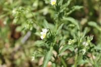 Viola arvensis