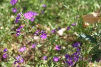 Legousia speculum-veneris