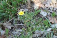 Fumana procumbens