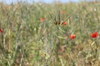 Scandix pecten-veneris