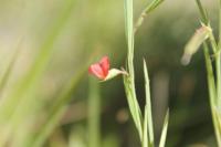 Lathyrus sphaericus