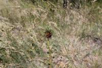 Allium vineale