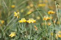 Coronilla minima