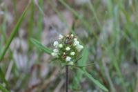 Prunella laciniata