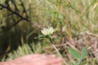 Trifolium ochroleucon