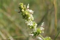 Stachys recta