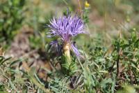 Carthamus mitissimus
